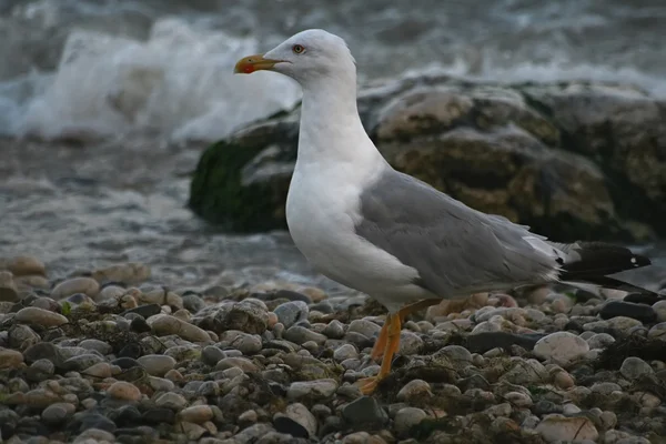 Herring Gull (bird) — Stock Photo, Image