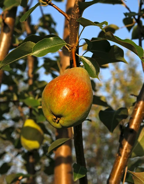 Närbild av mogna päron — Stockfoto
