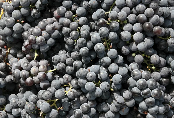 stock image Close-ups of fresh grapes.