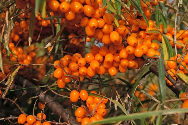 Sea buckthorn berries — Stock Photo, Image