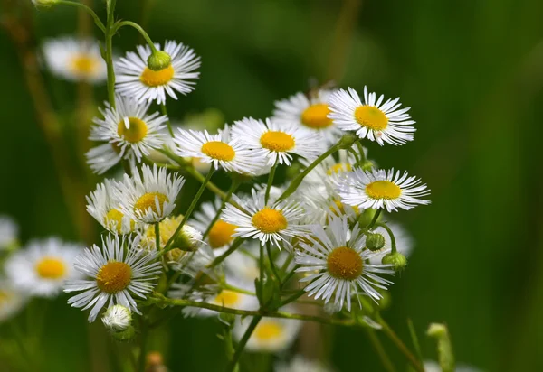 stock image Camomiles