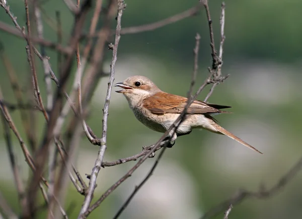 Shrike vermelho-suportado sentado em um ramo — Fotografia de Stock