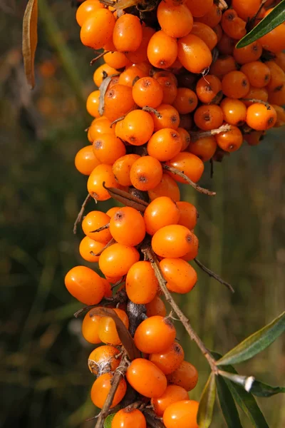 Sea buckthorn berries — Stock Photo, Image