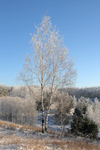 Berkenboom in de winter — Stockfoto
