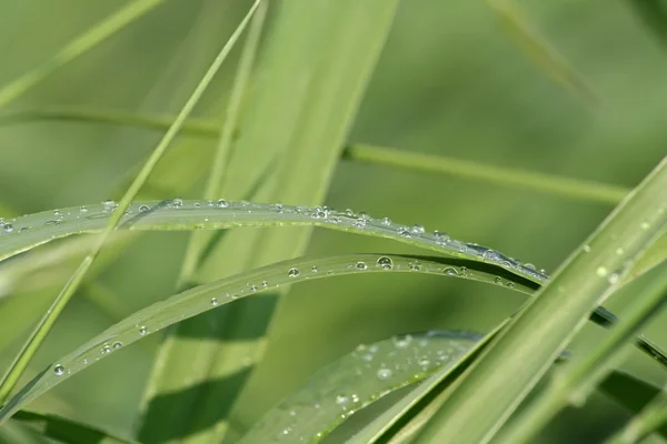 Närbild av perfekt vatten droplet-programmet — Stockfoto