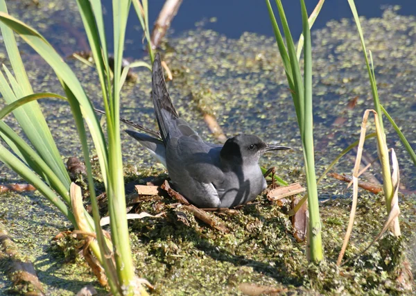 Black tern — Stock Photo, Image