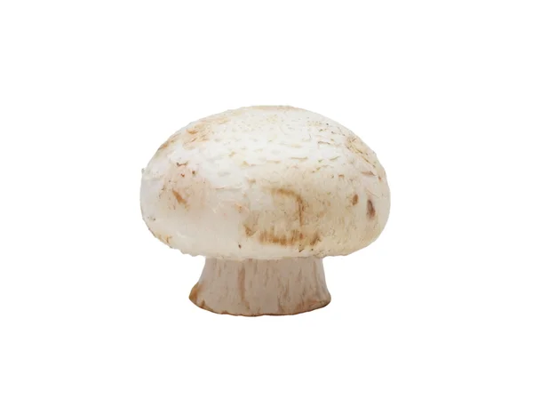 Buton ciuperci, izolat — Fotografie, imagine de stoc