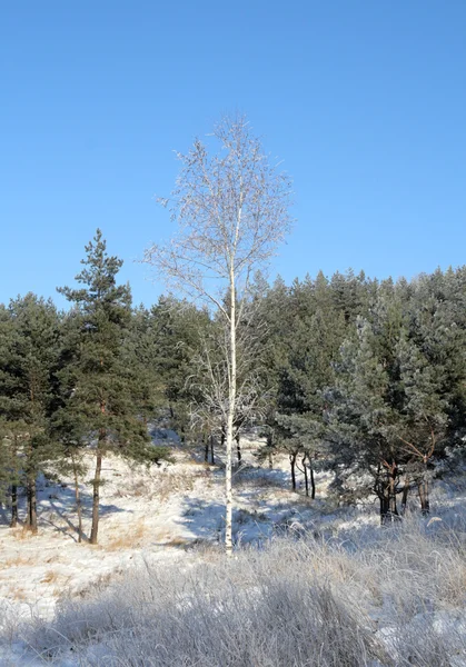 冬季桦木 — 图库照片