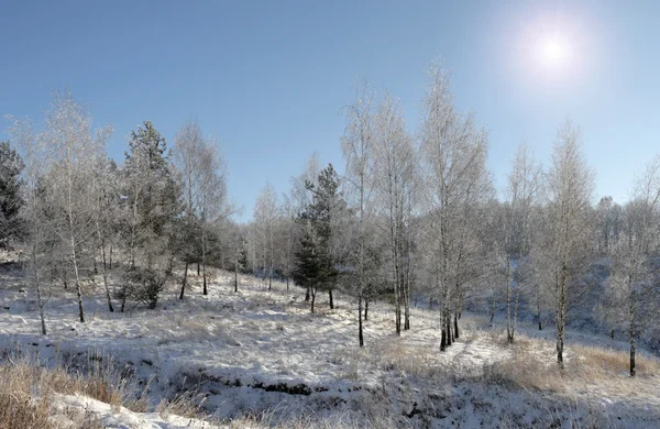 Foresta invernale (panorama ) — Foto Stock