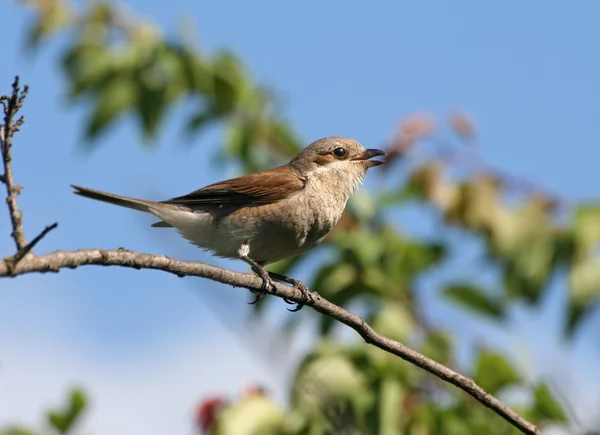 Red-backed shrike sitting on a branch — Stock Photo, Image