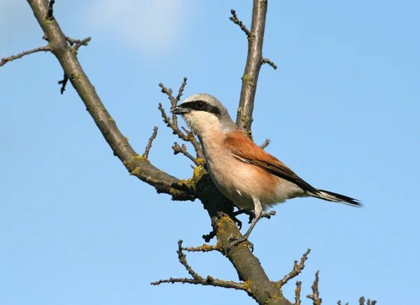 Red-backed shrike sitting on a branch — Stock Photo, Image