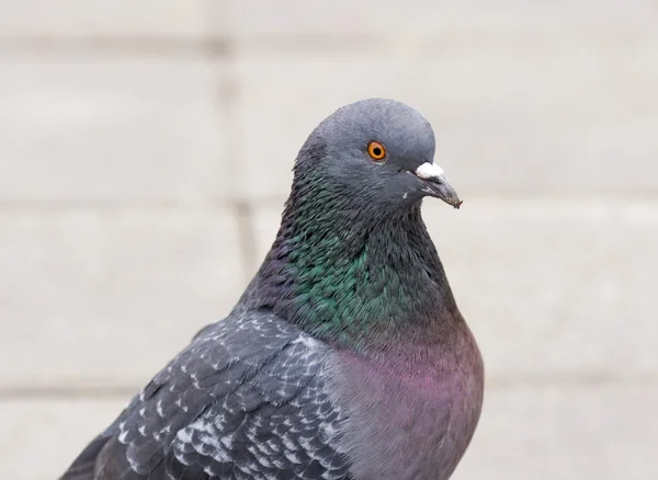 Rock Pigeon (Rock Dove) — Stockfoto
