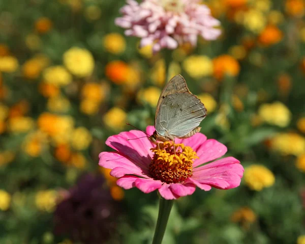 Mariposa dama pintada en flor — Foto de Stock