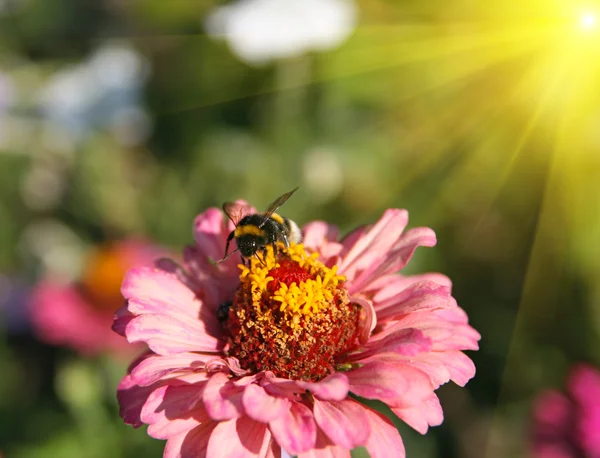 Humble-bee on Flower — Stock Photo, Image