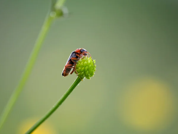 Insecto se sienta en la punta de la hoja — Foto de Stock