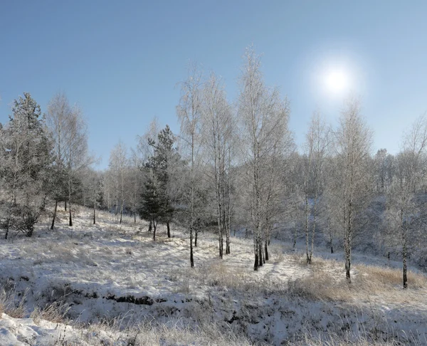 雪景色 — ストック写真