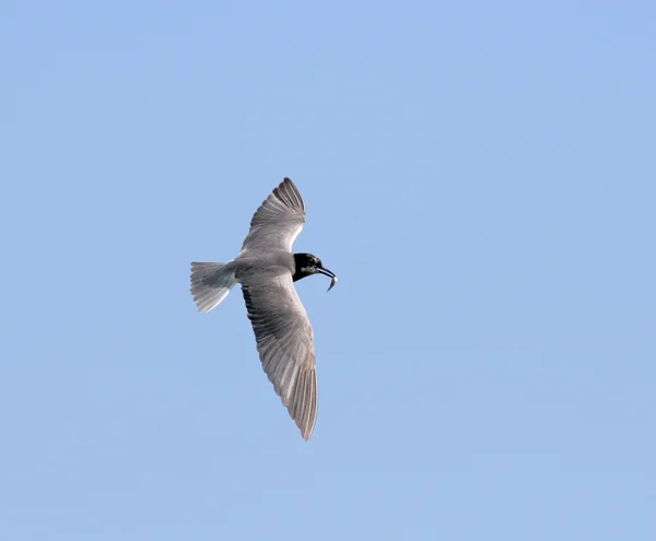 stock image Flying seagull with fish