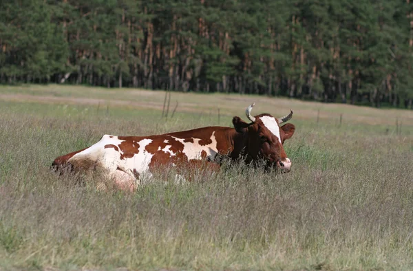 Wypasu krów na pastwisko — Zdjęcie stockowe