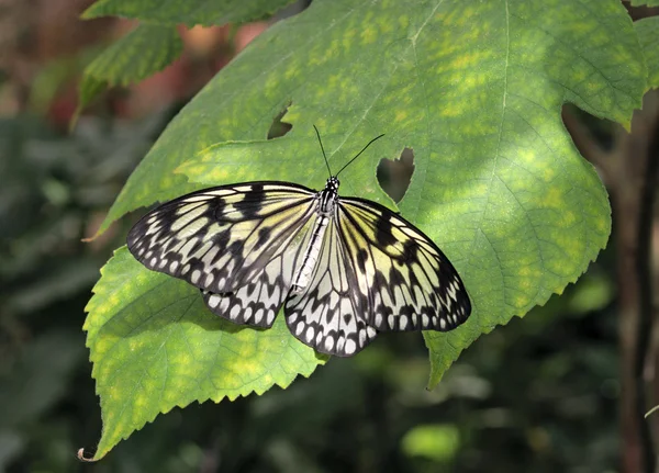 Butterfly (Paper Kite) on a green leaf — Stock Photo, Image