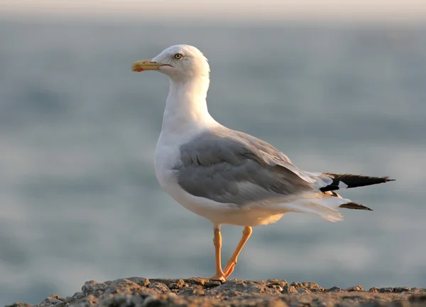 Arenque Gull (pássaro ) — Fotografia de Stock