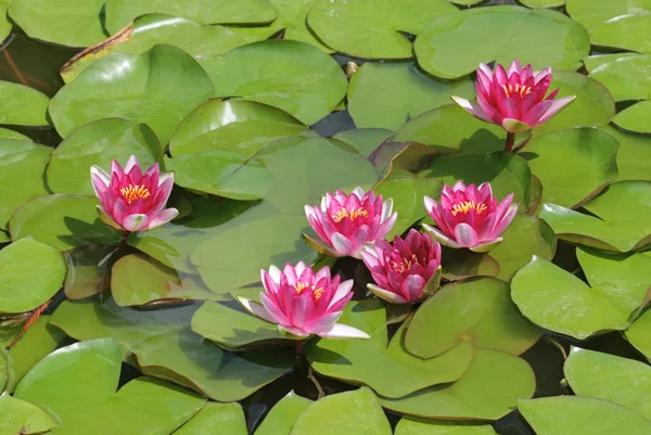 stock image Nymphaea