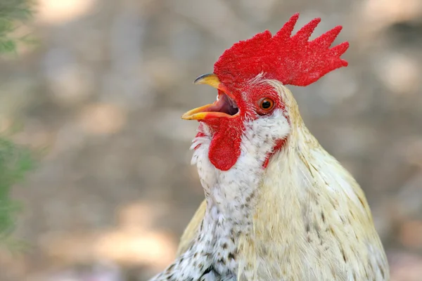 stock image White rooster