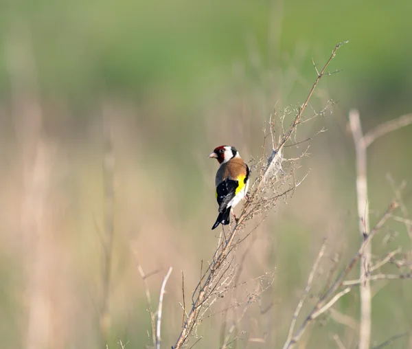 Goldfinch (Carduelis) — Stock Photo, Image