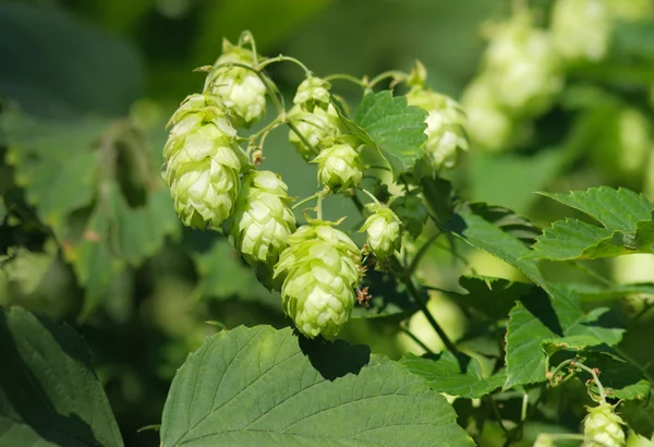 stock image Hop cones