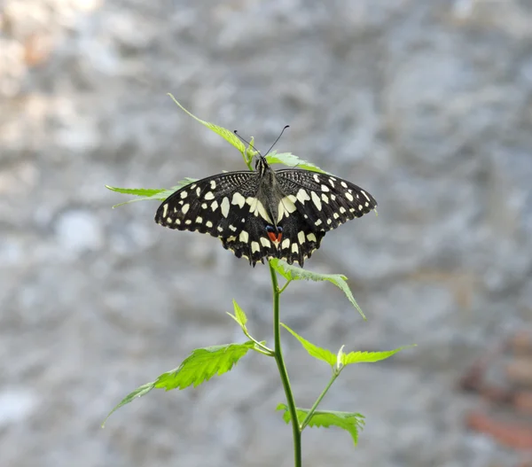 La mariposa común de cal — Foto de Stock