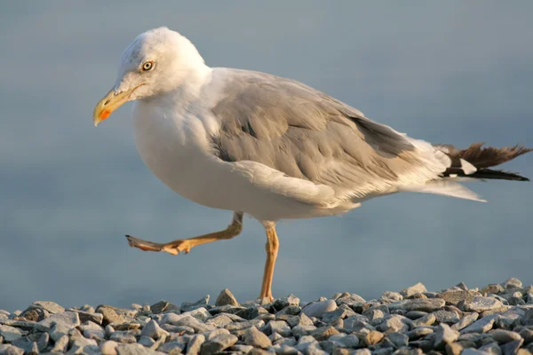 Caspian Gull — Stock Photo, Image
