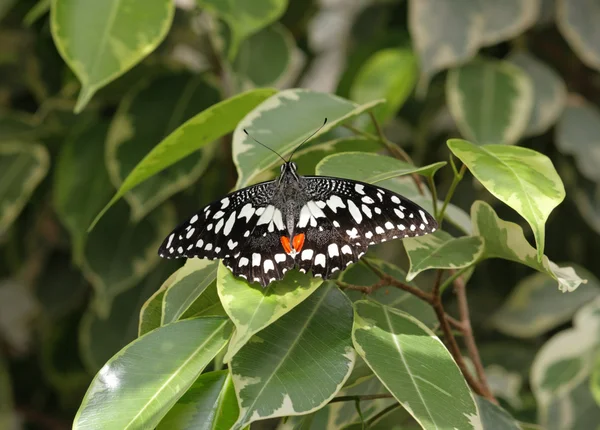 La mariposa común de cal — Foto de Stock