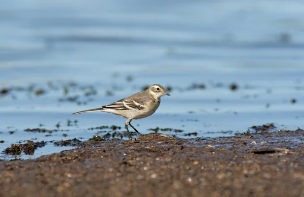 The White Wagtail — Stock Photo, Image