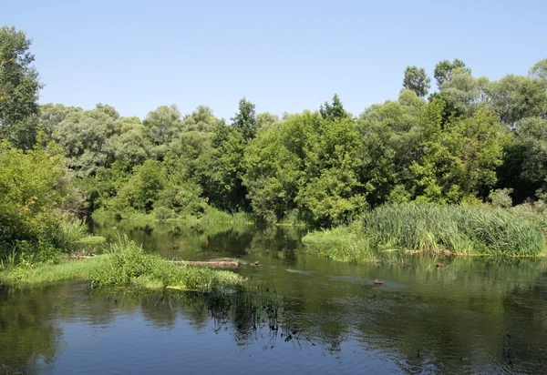 Beautiful summer landscape — Stock Photo, Image