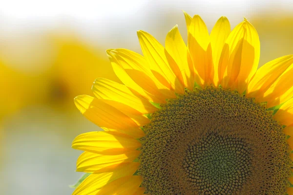 Sunflower in the field — Stock Photo © nature78 2846275