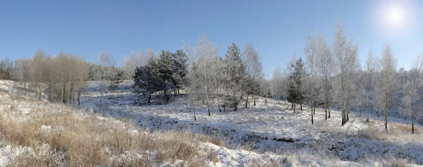 冬の森 (パノラマ) — ストック写真