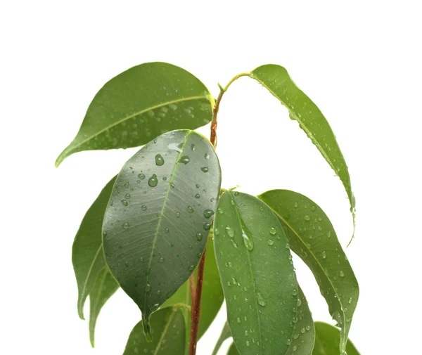 Ficus benjamina con gotas de agua, aislado —  Fotos de Stock