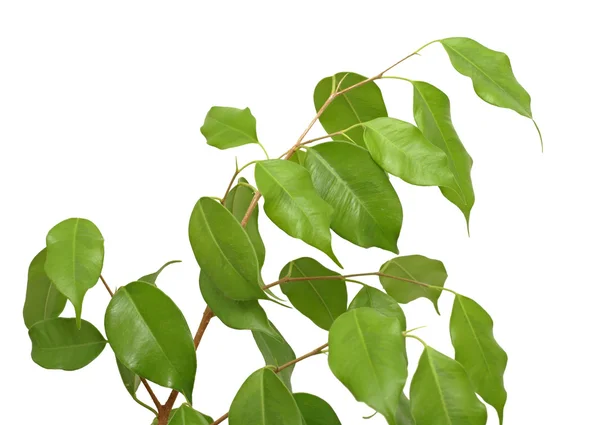 Ficus benjamina, isolated — Stock Photo, Image