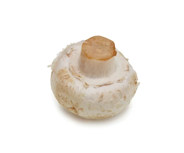 Кнопка гриб, ізольовані — стокове фото