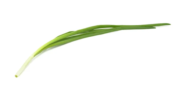 전구 양파, 절연 — 스톡 사진