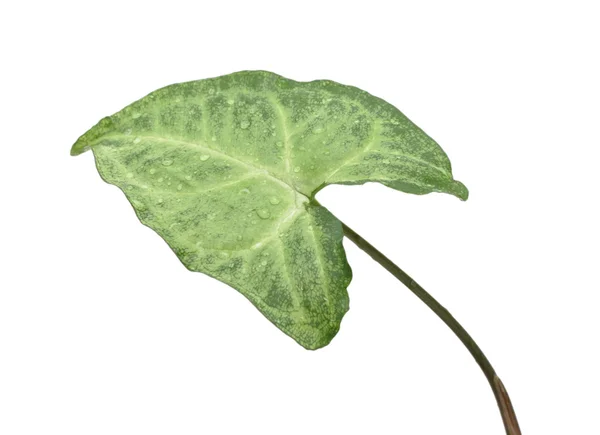 stock image Syngonium leaf, isolated