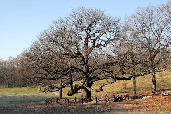 Great oak Stock Image