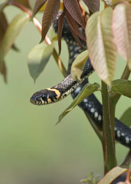 Serpiente de hierba en una rama Fotos de stock libres de derechos