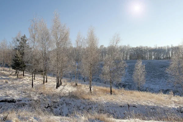 Зимовий ліс Стокове Фото