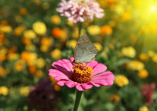 Mariposa dama pintada en flor Fotos de stock libres de derechos