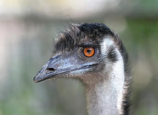 Ostrich Stock Image