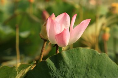 Lotus çiçeği.