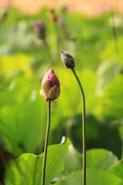 Lotus çiçeği.