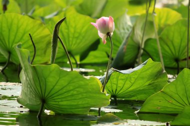 Lotus çiçeği.