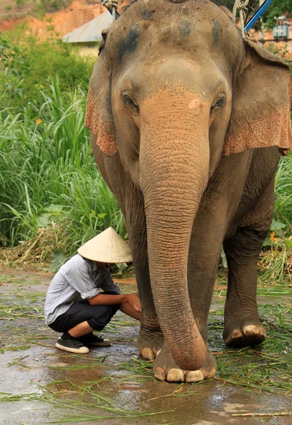 stock image Elephant