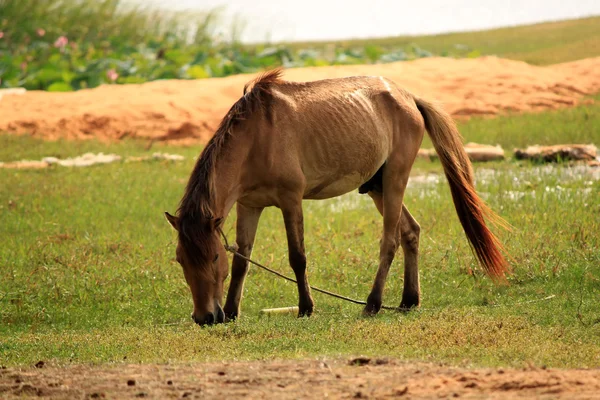 stock image Horse on meadow